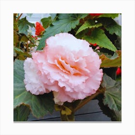 Begonia 35 Canvas Print