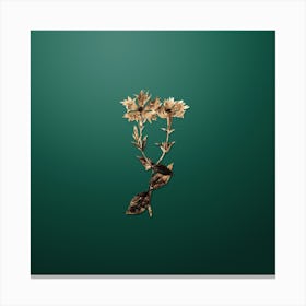 Gold Botanical Bunge's Lychnis Flower on Dark Spring Green n.4546 Canvas Print