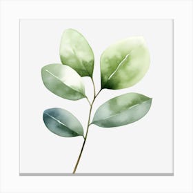 Green Leaves On A Black Background Canvas Print