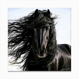 Friesian Black Horse - Mane Attraction Canvas Print