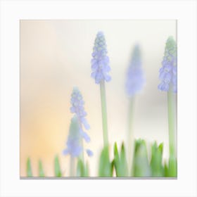 Hyacinths 2 Canvas Print