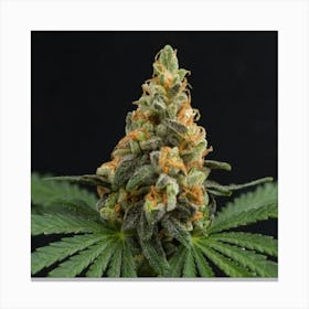 Cannabis Plant On Black Background Canvas Print