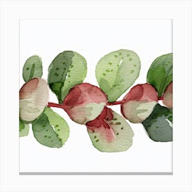 Eucalyptus Leaves Canvas Print