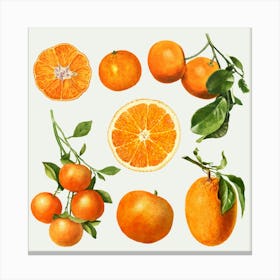 Tangerines 1 Canvas Print