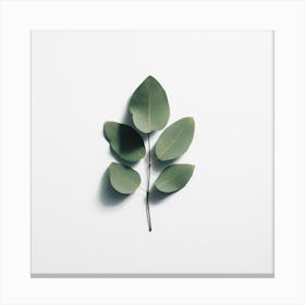 Eucalyptus Leaf 7 Canvas Print