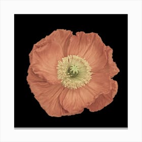 Poppy Flower Canvas Print