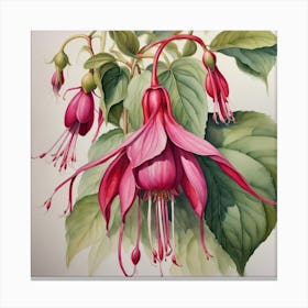 fuchsia study Canvas Print