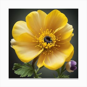 Yellow Anemone Canvas Print