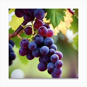 Grapes On The Vine 6 Canvas Print