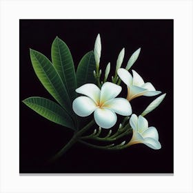 Frangipani Flower Canvas Print