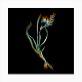 Prism Shift Phalangium Bicolor Botanical Illustration on Black Canvas Print