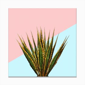 Agave Plant on Pink and Teal Wall Canvas Print