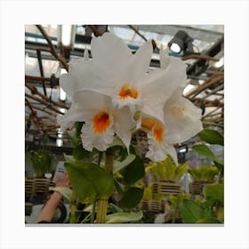 White Orchids In A Greenhouse Canvas Print