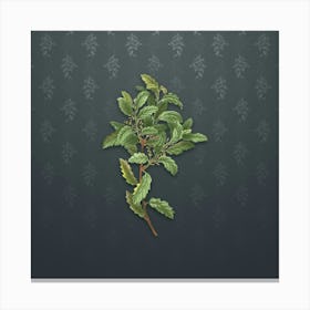 Vintage Evergreen Oak Botanical on Slate Gray Pattern n.0330 Canvas Print