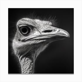 Ostrich 1 Canvas Print
