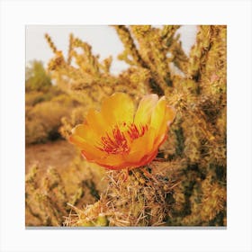 Yellow Cactus Flower Square Canvas Print