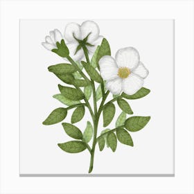 Rose family native wild rose Canvas Print