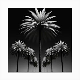 Palm Trees In Black And White Canvas Print