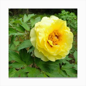 Yellow Peony 1 Canvas Print