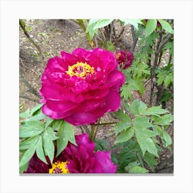 Peony in Japan 21 Canvas Print