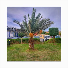 Palm Tree Canvas Print