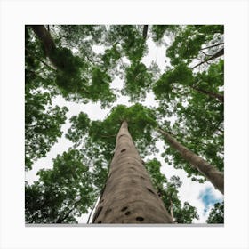 Tall Trees In The Forest Canvas Print