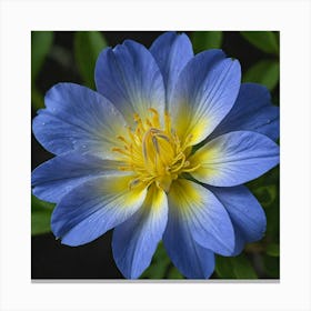 Blue Cosmos Canvas Print