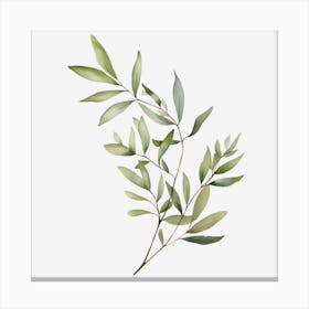 Eucalyptus Branch Canvas Print