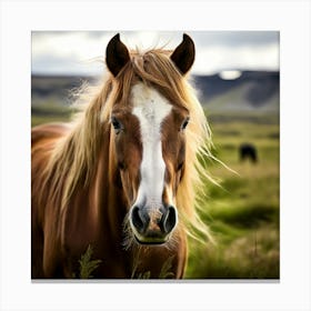 Grass Mane Head Equestrian Horse Rural White Iceland Nature Brown Field Mammal Pony Wil (1) 2 Canvas Print