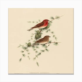 Two Birds Perched On A Branch Canvas Print