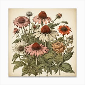 Echinacea Spices And Herbs Retro Drawing Art Print 1 Canvas Print