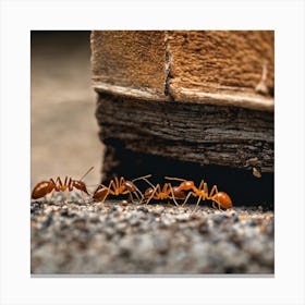 Ants On The Ground 3 Canvas Print