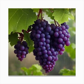A Grapevine Hangs With Beautiful Grapes Canvas Print