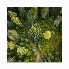 Fresh Springtime View Of A Tall Spruce Pine Tree Located In A Breathtakingly Scenic Rural Park In S Leinwandbild