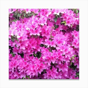 Azaleas 12 Canvas Print