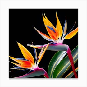 Bird Of Paradise 1 Canvas Print