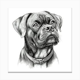 Bull Mastiff Canvas Print