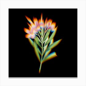 Prism Shift Oleander Nerium Botanical Illustration on Black n.0114 Canvas Print