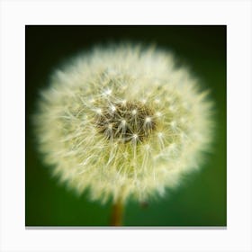 Dandy Canvas Print