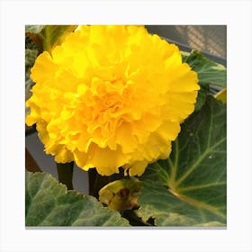 Yellow Geranium Canvas Print