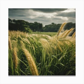 Field Of Wheat 4 Canvas Print