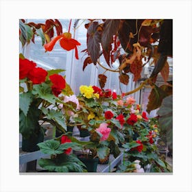 Begonias In A Greenhouse 2 Canvas Print