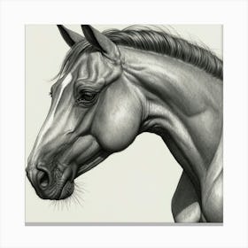 Horse'S Head 1 Canvas Print