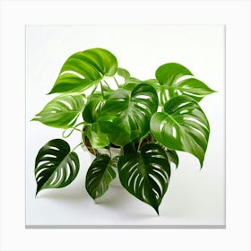 Golden Pothos Plant And White Background Canvas Print