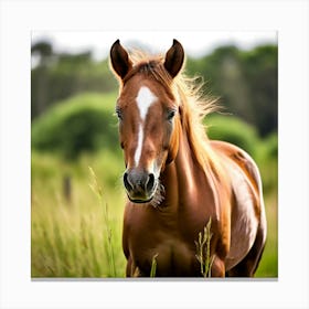 Grass Horse Mammal Animal Head Steady Offspring Beauty Riding Horse Mare Dam Cute Streng (6) Canvas Print