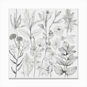 Botanical Drawing 1 Canvas Print