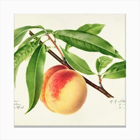 Peaches On A Branch Canvas Print