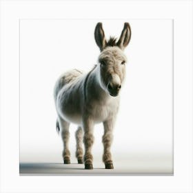 Donkey Stock Videos & Royalty-Free Footage Canvas Print