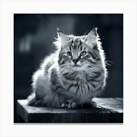 Black And White Cat Canvas Print