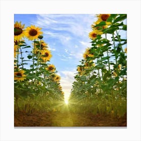 Sunflower Field Canvas Print